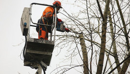 В УДПИ Кирова рассказали, по каким признакам деревья признают аварийными