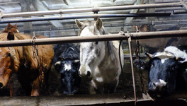 «Трупы коров, нечёсаные лошади, предобморочное состояние»: Соколов посетил ферму, где гибнут животные