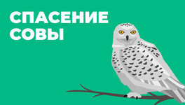 В Кирове спасли сову, залетевшую на чердак