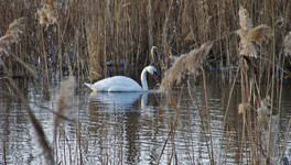 «Не мог ни летать, ни плавать»: в Кировской области спасли замерзающего у реки лебедя