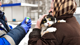 Жители Ленинского района города Кирова смогут привить домашних животных от бешенства