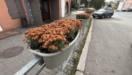В Кирове заменили летние цветы на осенние хризантемы