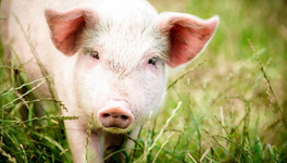 Около Кировской области обнаружили очаги африканской чумы свиней