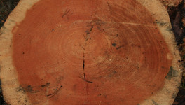 В мире появился первый образец древесины, выращенный в лаборатории