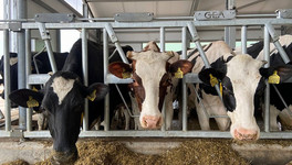 В Кумёнском районе коров на ферме будет доить робот