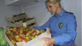 В Кировскую область ввезли более 100 тонн зараженных фруктов