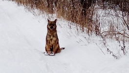 В Кирове ещё две собаки попали в капкан
