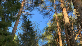 В лесах Кировской области завершился пожароопасный сезон