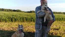 В Котельниче с владельца собаки взыскали 100 тысяч рублей за укус ребенка