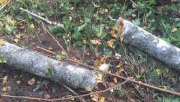 В Малмыжском районе рабочего убило деревом при валке леса