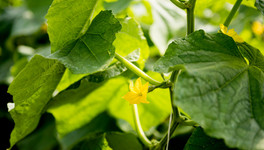 5 секретов раннего урожая огурцов в теплице