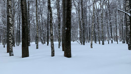 В Фаленском районе застрелившего лося вне сезона местного жителя будут судить