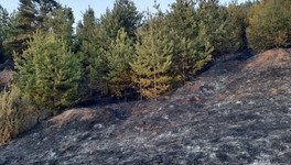В Кировской области случился первый лесной пожар в этом сезоне