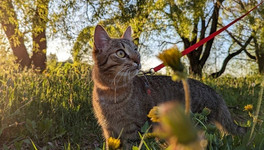 Японские учёные создали вакцину, которая продлит жизнь кошек до 30 лет