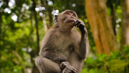 Эпидемиолог рассказала о способе самодиагностики оспы обезьян