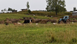 В Кировской области запустят новую молочно-товарную ферму на 200 голов