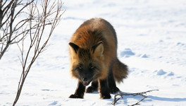 В Кирово-Чепецком районе нашли бешенство у лисы