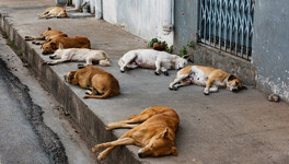 Российские регионы смогут усыплять опасных бездомных собак