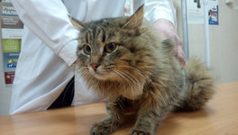 Кировчанин спас из заброшенной деревни 13 больных кошек
