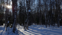 Жителей Кировской области призвали не гонять диких зверей на снегоходах