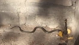 Кировчанка сняла на видео змею у подъезда жилого дома