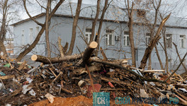 В Кирове за полтора года обрезали почти 4,5 тысячи деревьев и кустарников