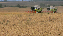 В Кировской области аграрное производство выросло на 30 %