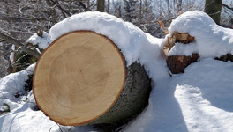 Спиленное бензопилой дерево травмировало одного из рабочих в Кировской области
