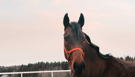 Полсотни лошадей могут погибнуть из-за долгов за электричество
