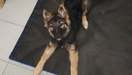 В Кирове ветеринары спасли бездомного щенка, который пострадал от петарды