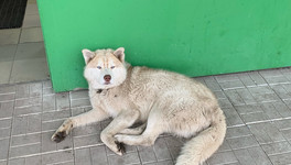 Александр Соколов обратил внимание на собак