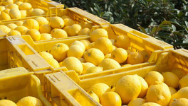 В Киров завезли 1,12 тонны заражённых лимонов