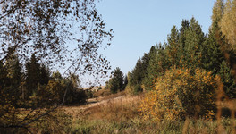 В Лузском районе задержали браконьера с тушей лося в «каракате»