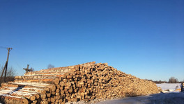 В Кировской области безработные год пилили лес на продажу под видом заготовки дров