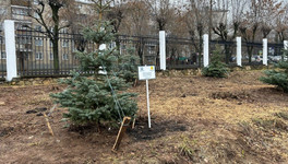 В парке имени Кирова создают новую аллею