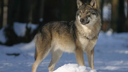 В Опарино волк залез в огород к местному жителю