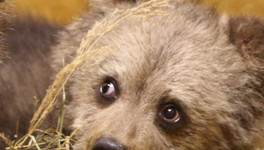 Спасённому медвежонку из Нолинского района дали имя