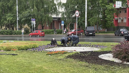 В Кирове до 12 июня высадят больше 34 тысяч цветов
