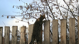 В Вятскополянском районе установили ограничения из-за бешенства у кота