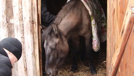 Хозяин лошади Виты, упавшей на Театральной площади, рассказал о её состоянии