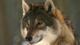 За убийство волков в трёх районах области платят деньги
