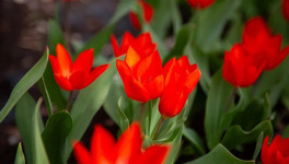 В Ботаническом саду высадили 650 тюльпанов