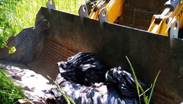 В Кирово-Чепецком районе убрали свалку с трупами животных