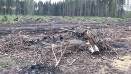 В Опарино с арендатора взыскали более 1,3 млн рублей за незаконную рубку леса