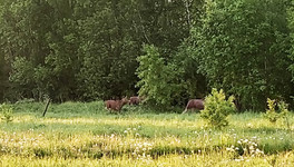 Кировчане заметили в Радужном стадо гуляющих лосей