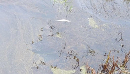 В реке Чернянка в Котельничском районе массово погибла рыба