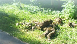 Более 200 населённых пунктов без света и поваленные деревья. Последствия непогоды в Кировской области