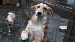 Спецприют для собак из отлова хотят закрыть на три месяца