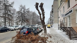 Вячеслав Симаков просил УДПИ пересмотреть подход по обрезке деревьев