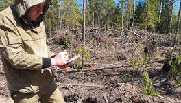 В Юрьянском районе незаконно вырубили лес более чем на 300 тысяч рублей